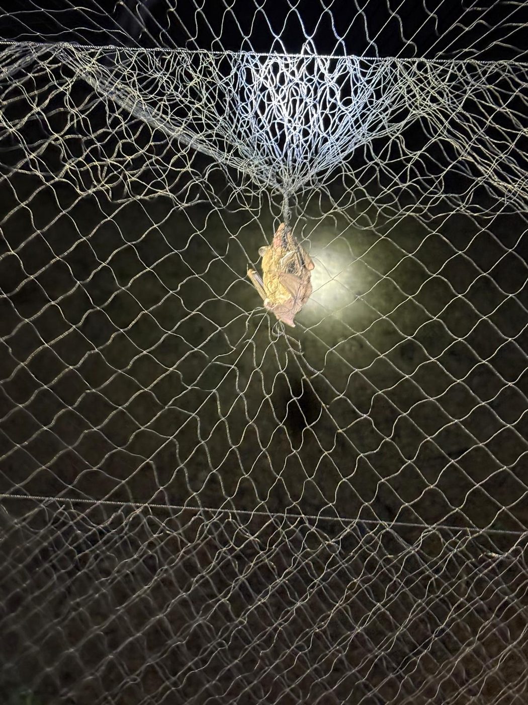 A bat caught in a mist net at night during reservoir sampling.