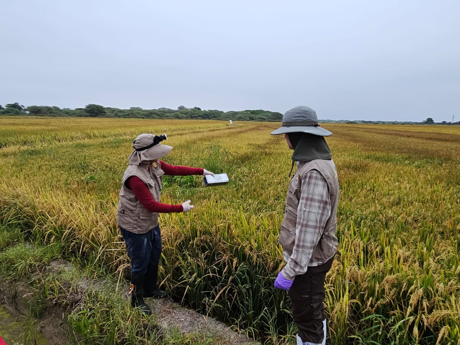 Two researchers in field gear collect samples at the edge of a rice field.
